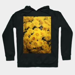 Yellow chrysanthemums texture Hoodie